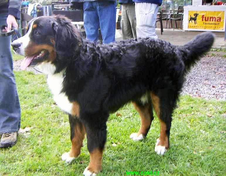 771px-berner_sennhund.jpg